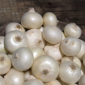 Indian White Onion