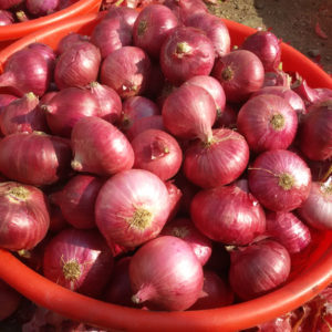 Nashik Onion