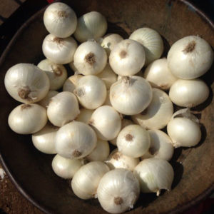 Small White Onion